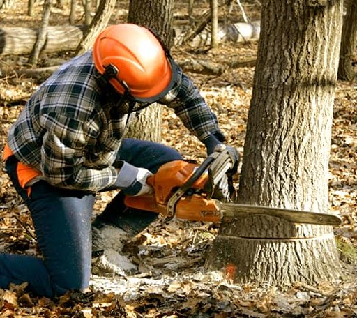 Tree Removal in Amelia Court House, VA